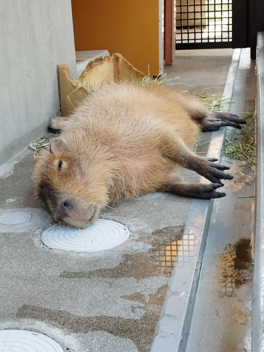 満足顔でゴロ〜ン
#カピバラ #大豆