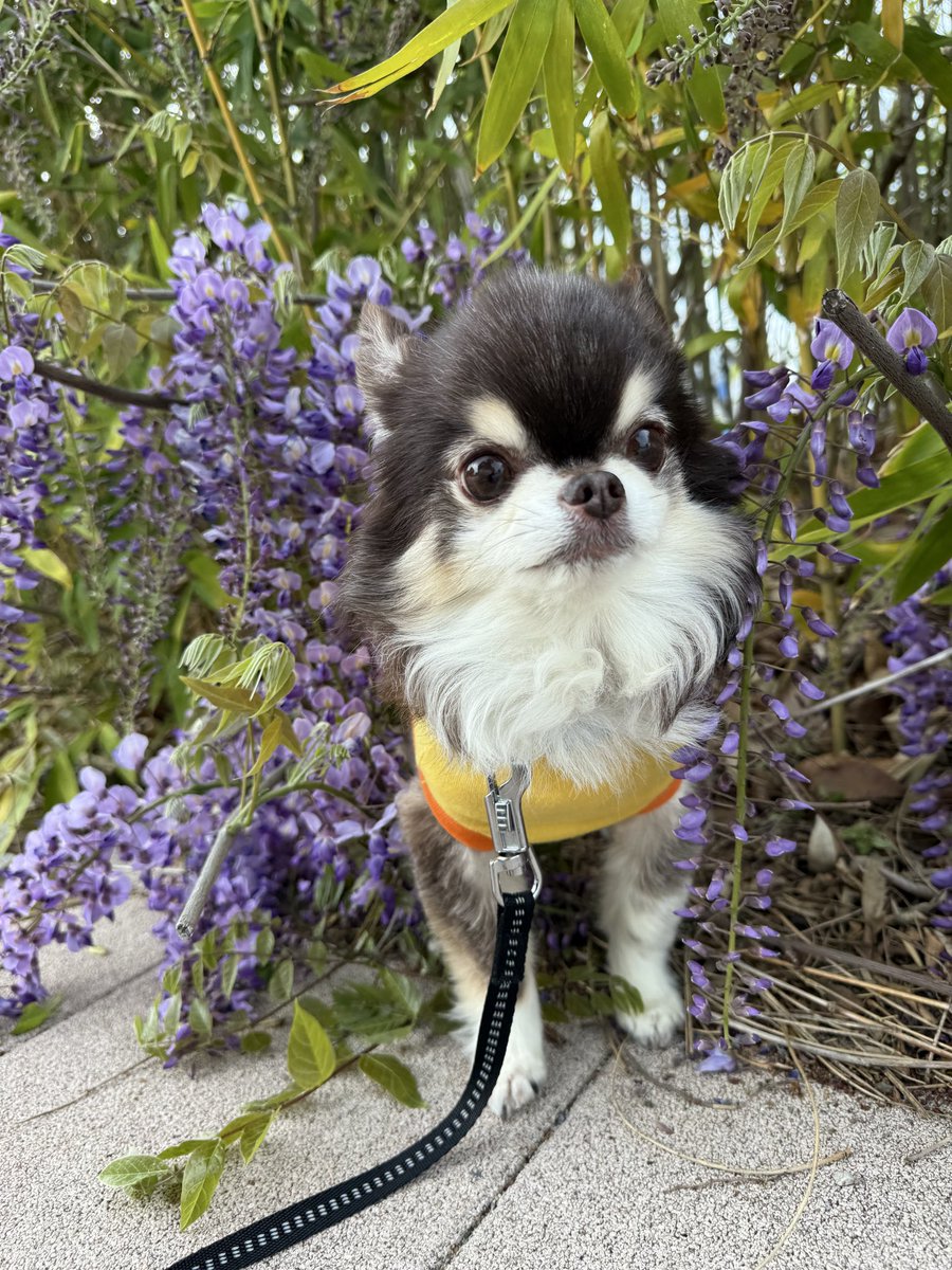 PatraRook's tweet photo. 藤の花とルークかわいい💕
#愛犬
#チワワ https://t.co/FLHgYUKo86