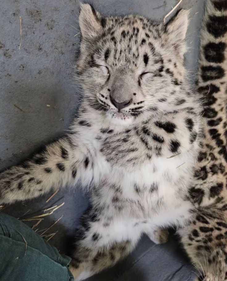 THE ANIMAL WORLD NATURE tweet media