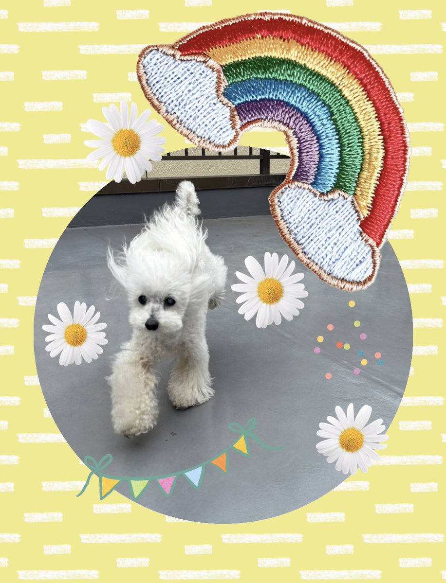 こんすいは！🐠

ＧＷ最終日！
今日はわんこ孝行日です🐶
一緒にゆっくりできて嬉しかったのか、珍しくぽーんぽーん！って走り回ってました☺️

また明日から頑張るために、今日はもう少しお家のことなどやります♪
みなさまも良い時間を過ごせていますように⭐️
#水桐けいと
#いつもの朝