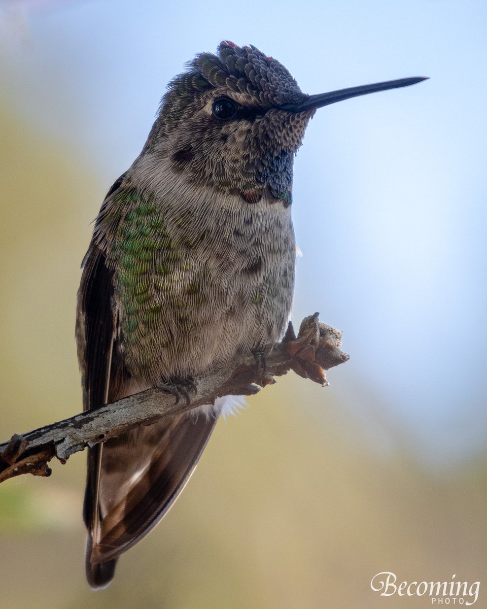 culthummingbird's tweet photo. https://t.co/xD3XTFepzv
