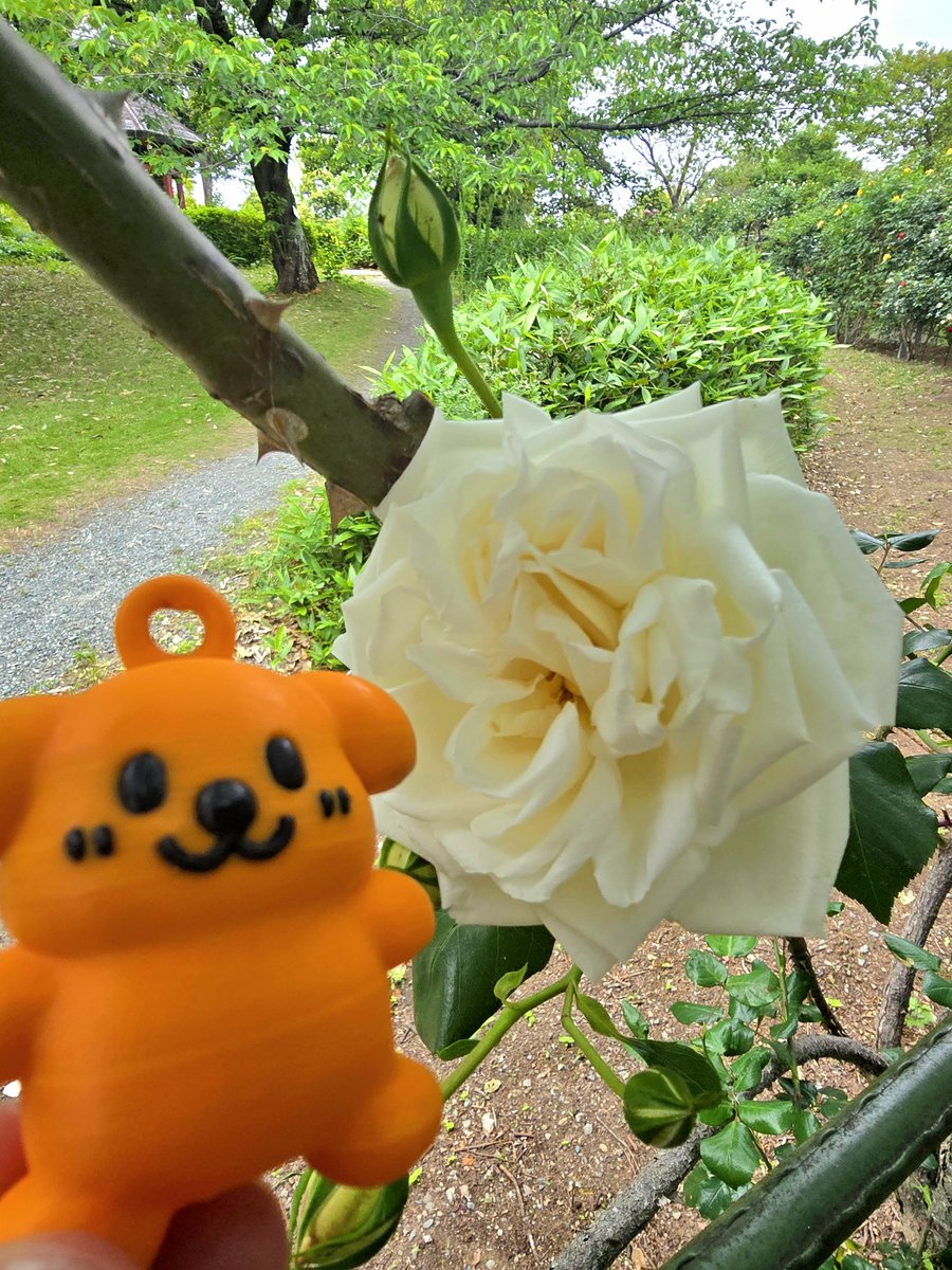 お散歩日和だね〜 今日は日本一長い薔薇のトンネルを見に来てるよ