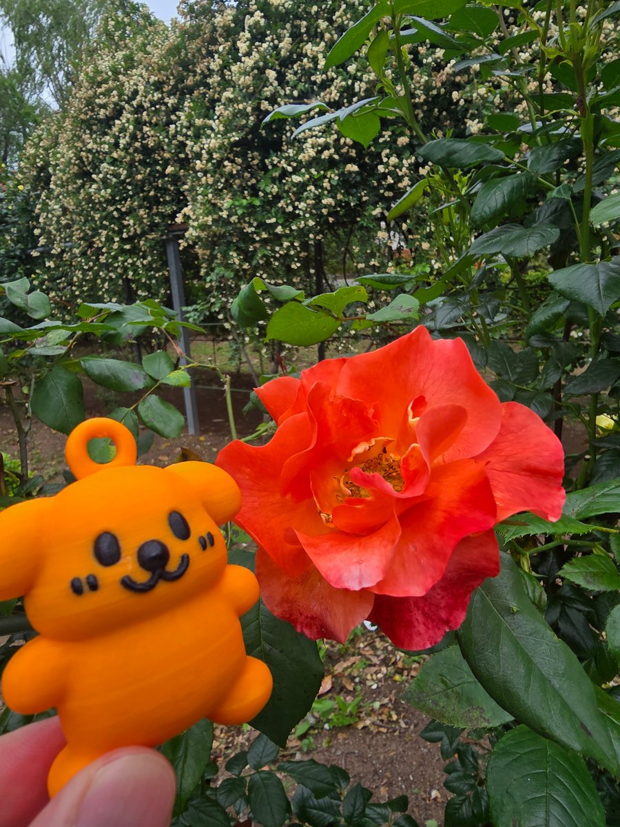 お散歩日和だね〜 今日は日本一長い薔薇のトンネルを見に来てるよ