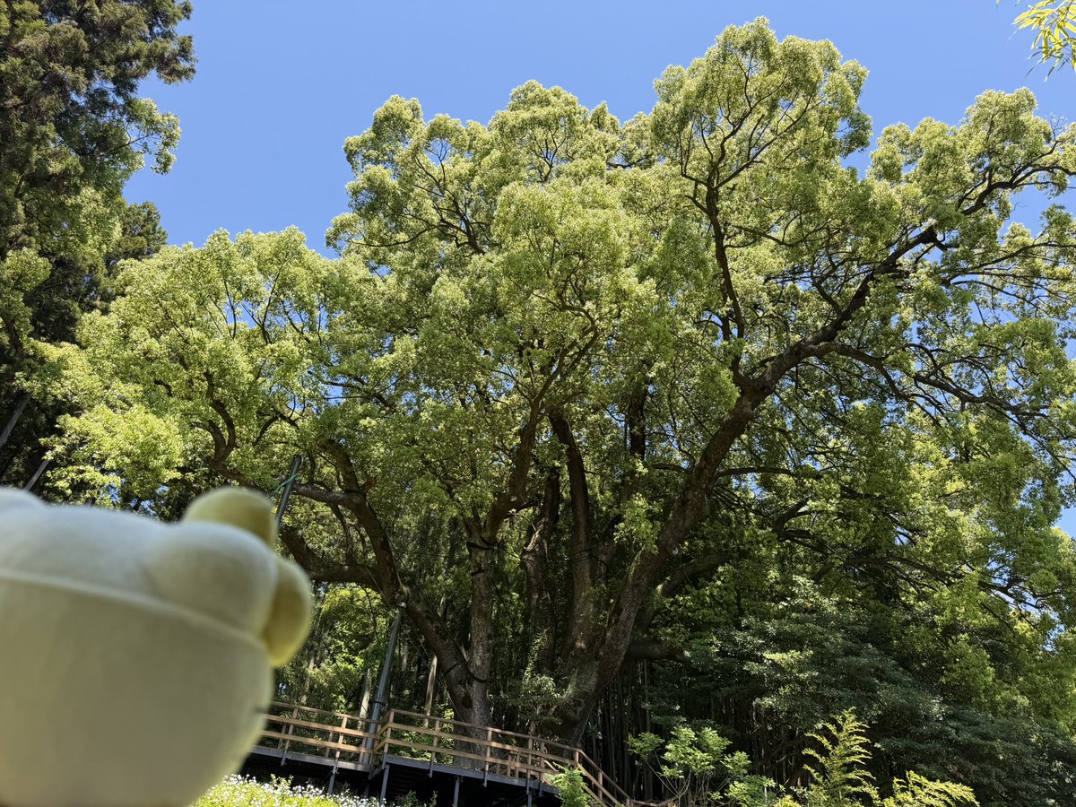 サブばる〜ん【現実だった…】🥺 tweet media