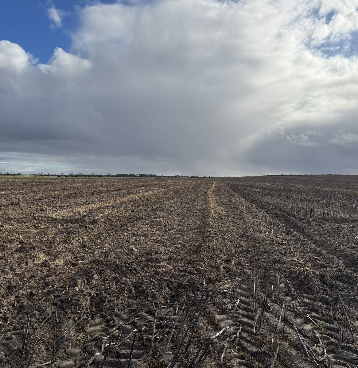 PiggottTash's tweet photo. @Piggo12 did some work mixing clay into this sandy non wetting crap. Tiny then Topdown. She’s looking good! 
Some lil canolas popping up less than a week after seeding. https://t.co/cTWuBNChnB
