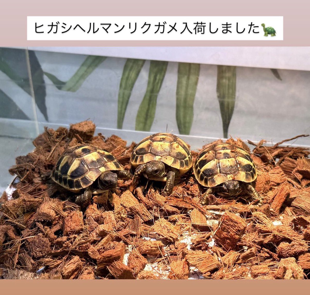 #鳥取県米子市 #山陰 #爬虫類 #ナナレプ