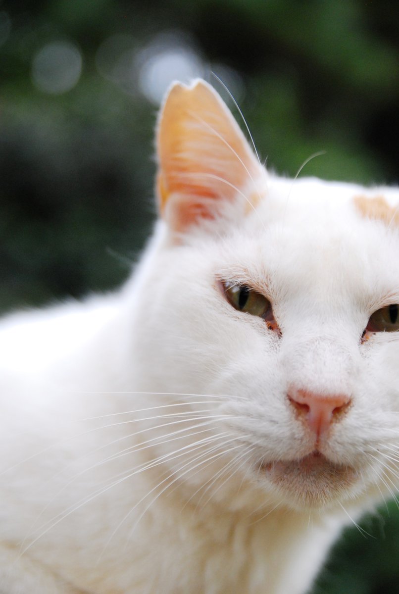 今日、猫に会えたら」