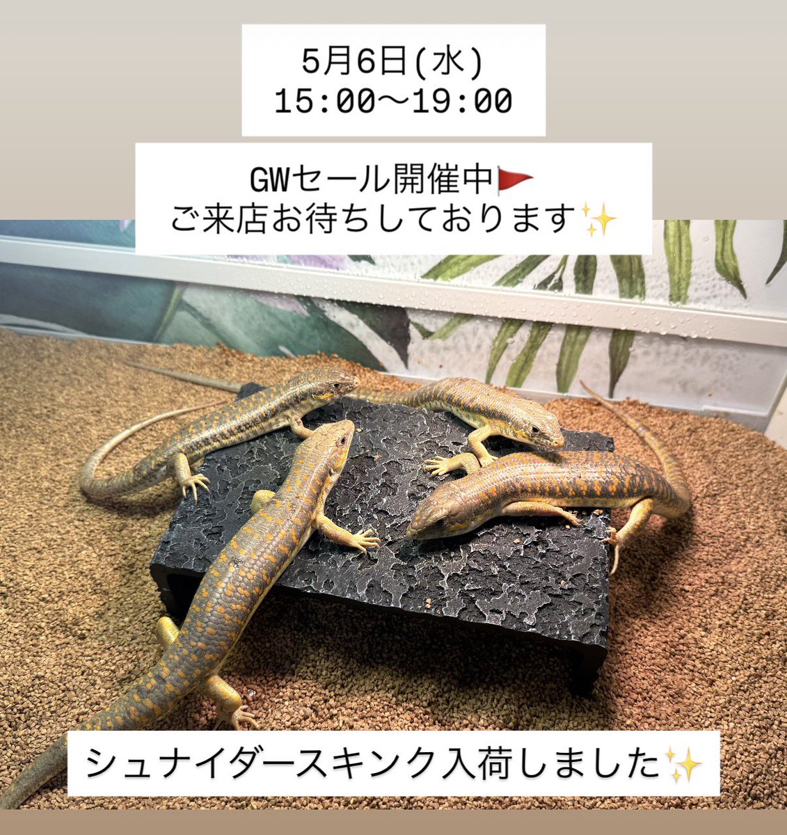 #鳥取県米子市 #山陰 #爬虫類 #ナナレプ