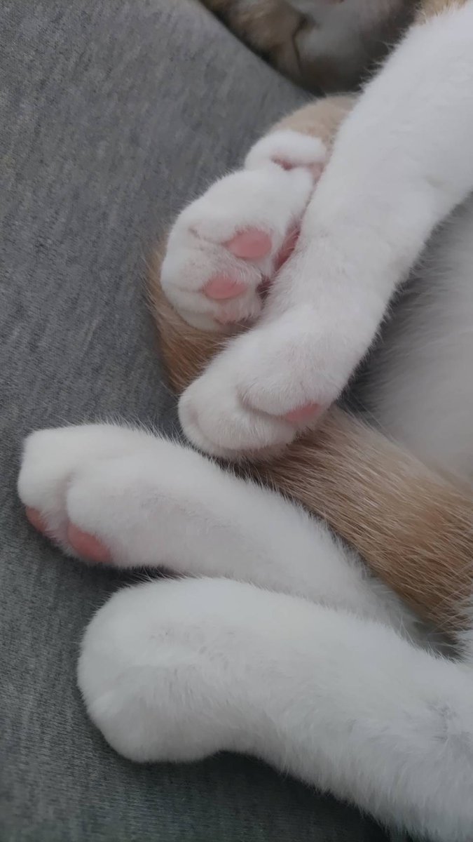 にくきゅう*´꒳`ฅ
 #猫の居る幸せ
