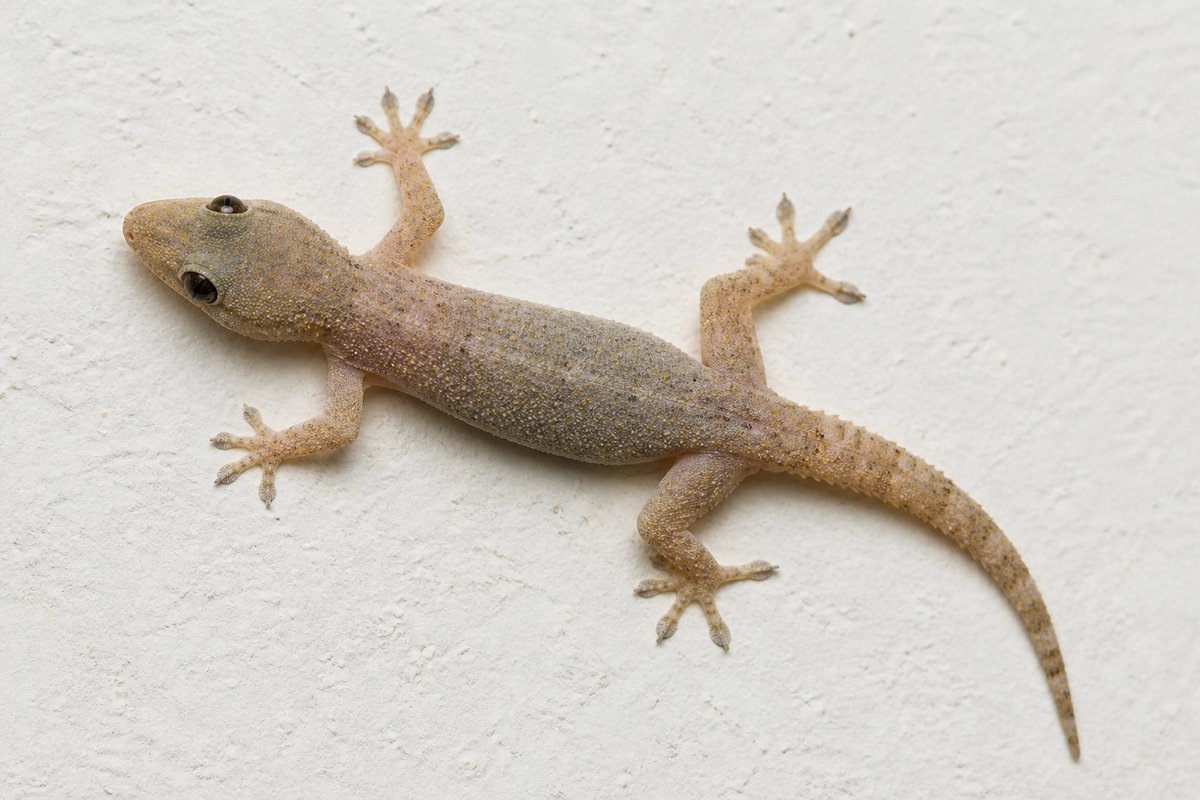 jaychuksy's tweet photo. Are wall geckos a hidden health risk in your home? 

Read the comment below 👇 https://t.co/hwkjXIANlf