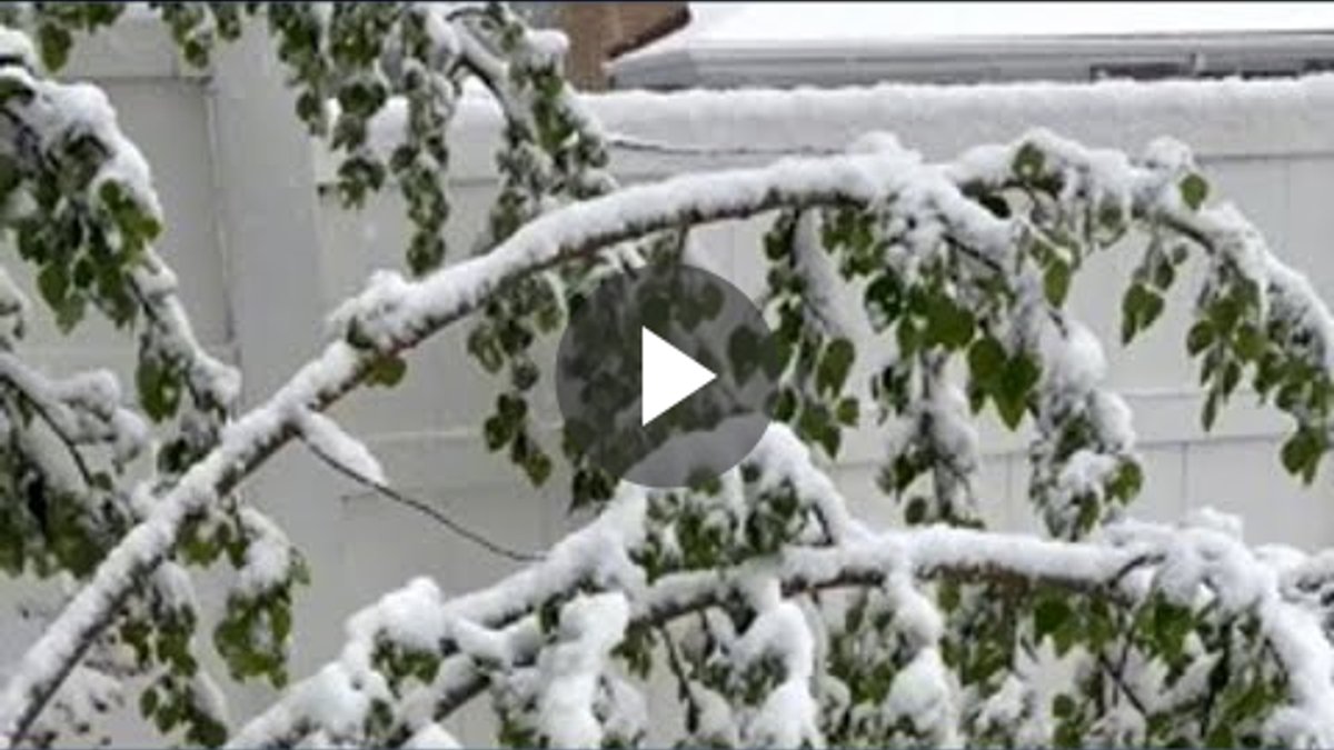 WT_Trending's tweet photo. Enjoying that pretty snow? Your trees are about to snap in half. Guess you’ll find out the hard way.

#WinterStorm #TreeDamage #SnowSafety #HomeMaintenance