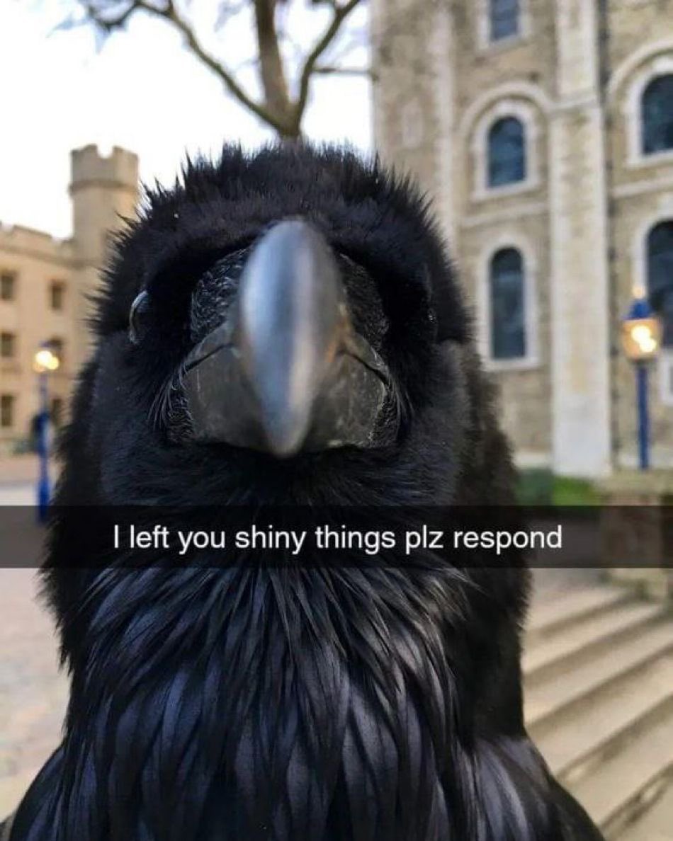 Raven tweet media