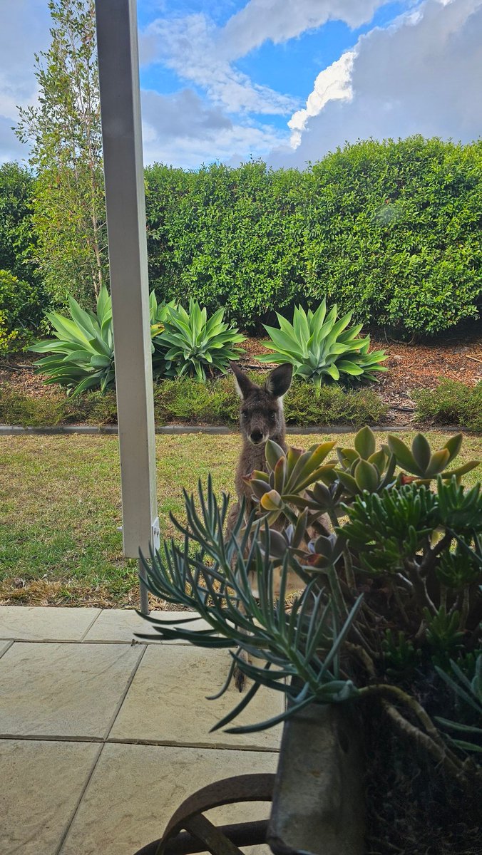 ガラス越しの🦘
ガン見されてた🤣