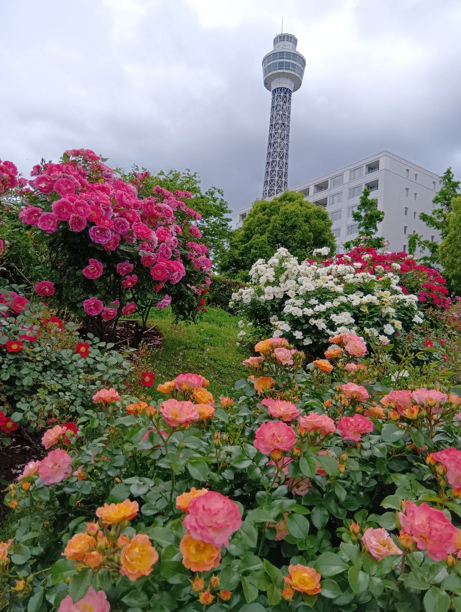 stepa_chan's tweet photo. 浜はバラ満開でしたよ https://t.co/82zQWlmurP