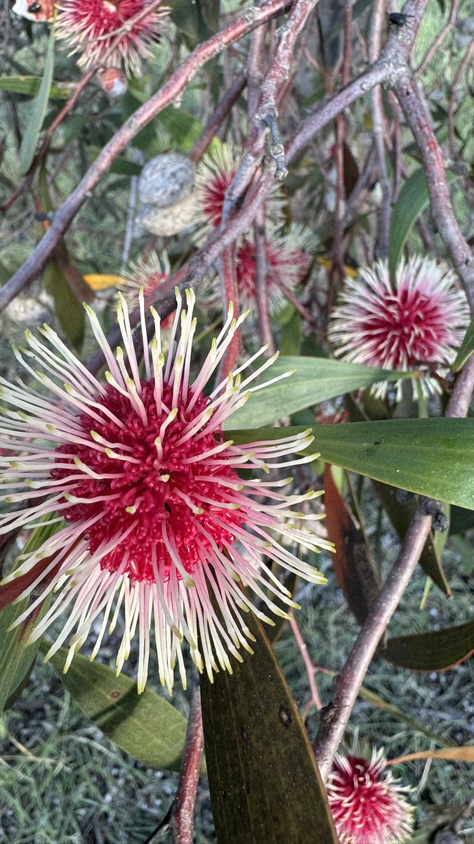 PiggottTash's tweet photo. Pincushion hakeas (Hakea Laurina) in full bloom. 😊 https://t.co/lkBmwddD68