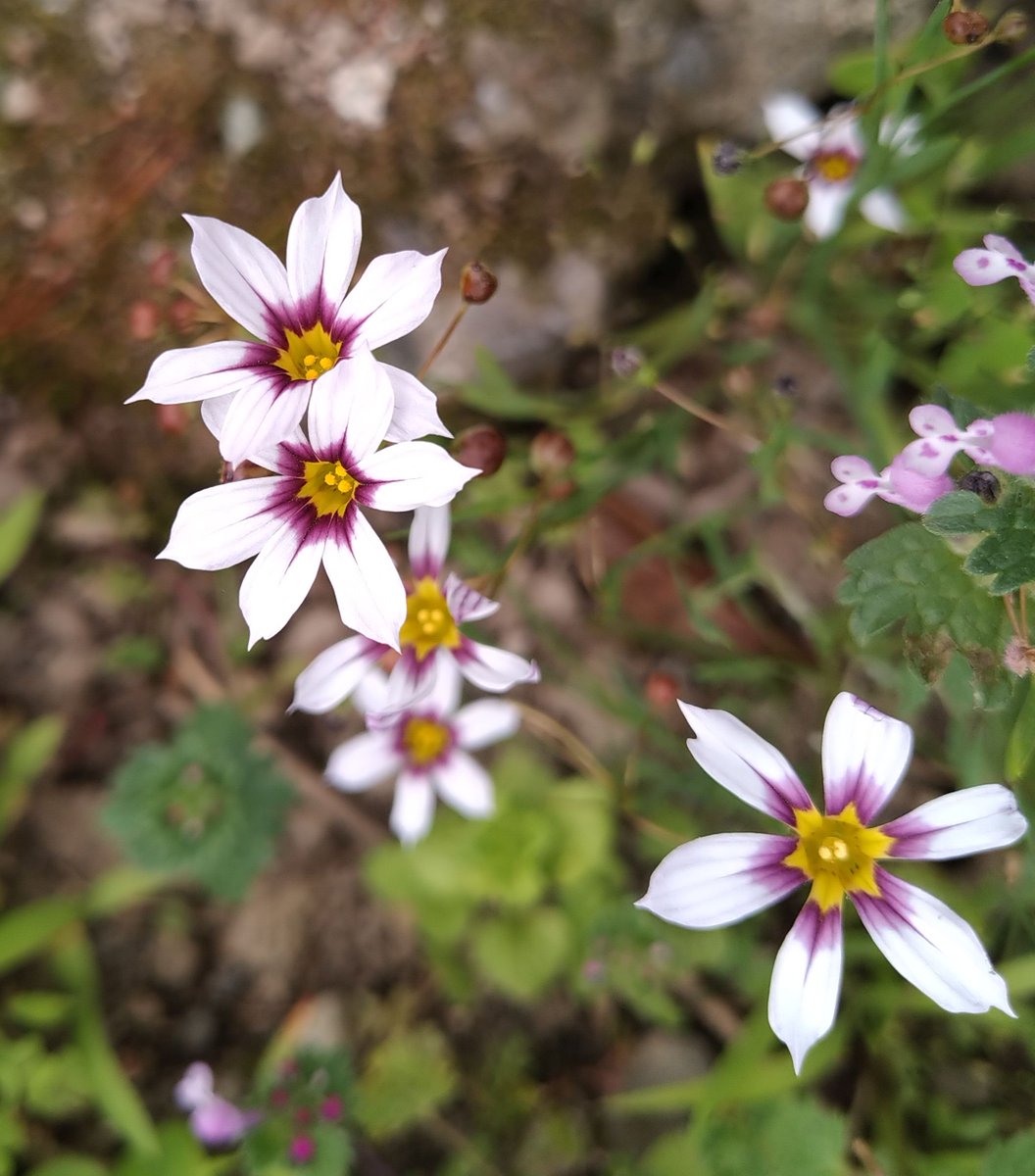 中心部の紫色が綺麗な白い小さな花が幾つも開いていました。 ここには