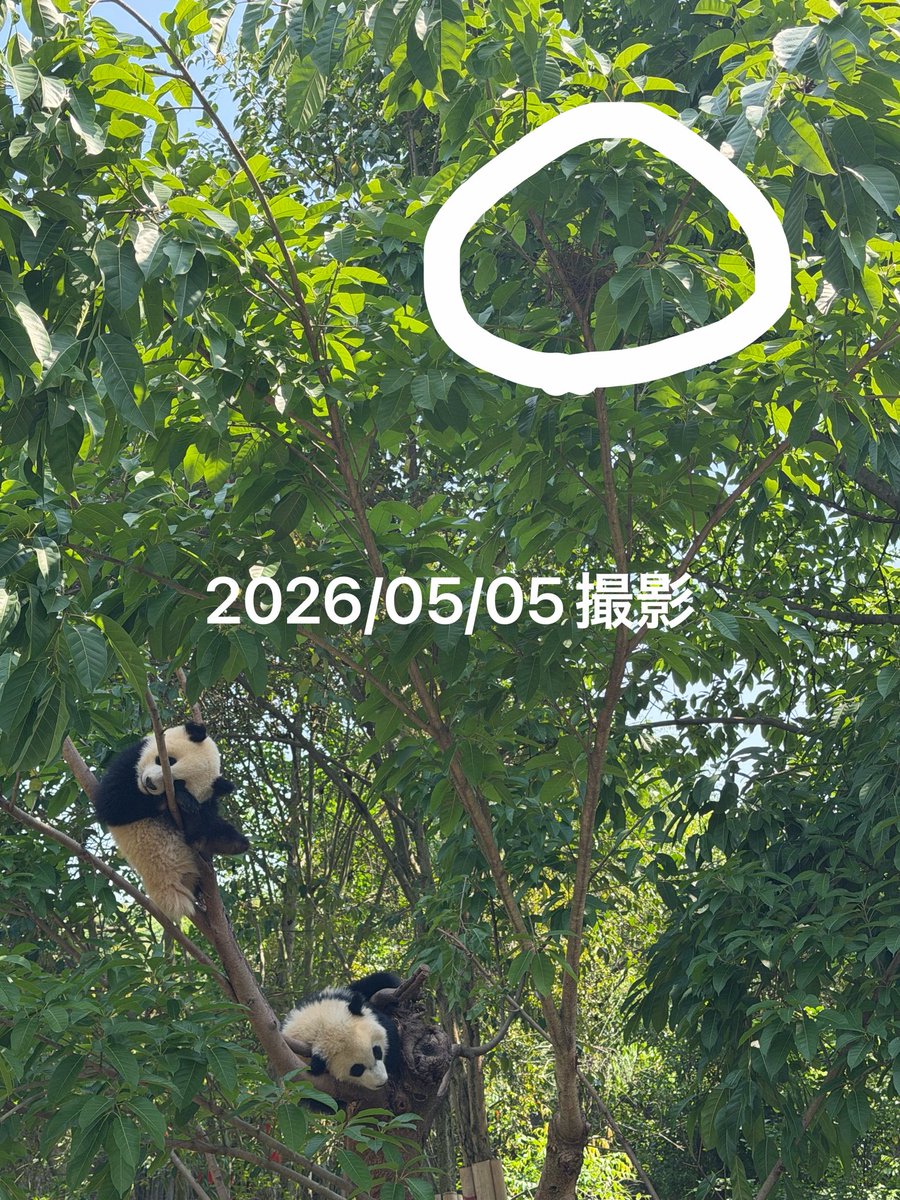大熊猫🍎真浜 tweet media