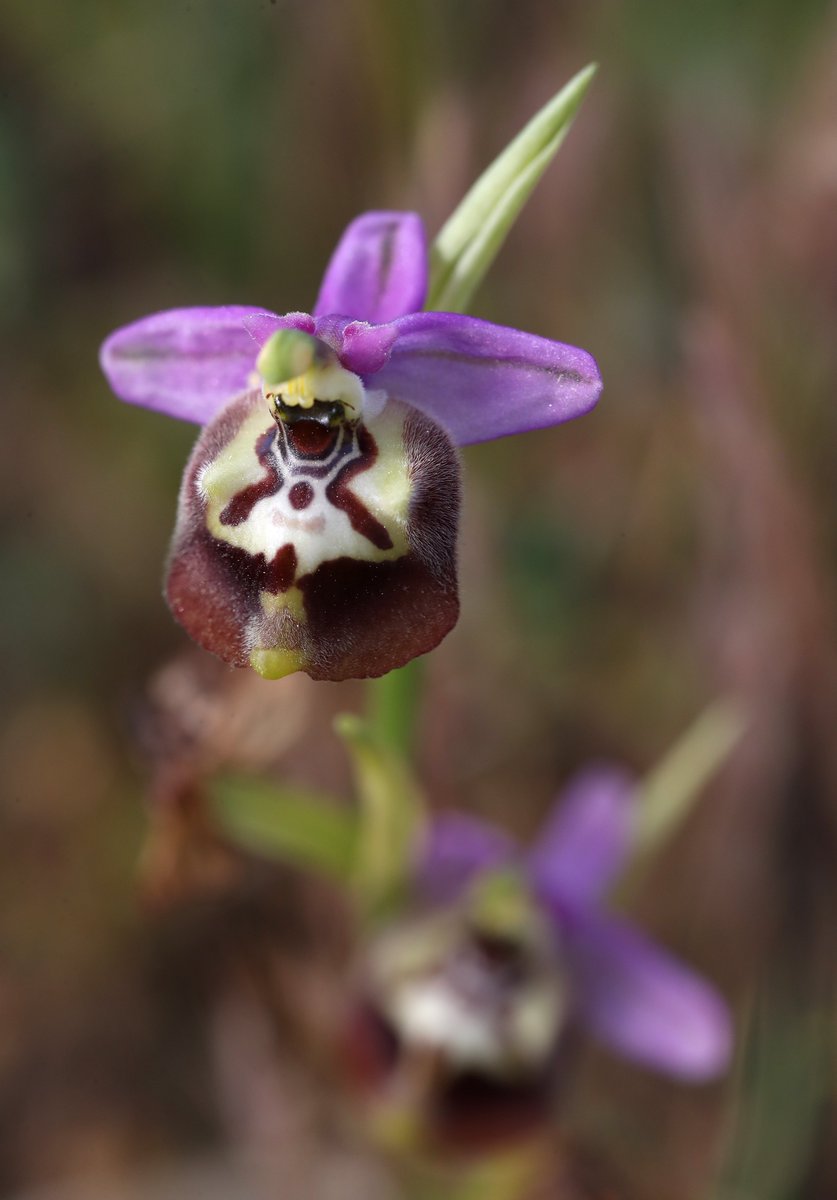 Gorgeous Ophrys calliantha yesterday, seen in their hundreds here in Sicily with my <a href="/Mariposa_Nature/">Mariposa Nature Tours</a> group. Rather reminiscent of the Ophrys candica of Rhodes.