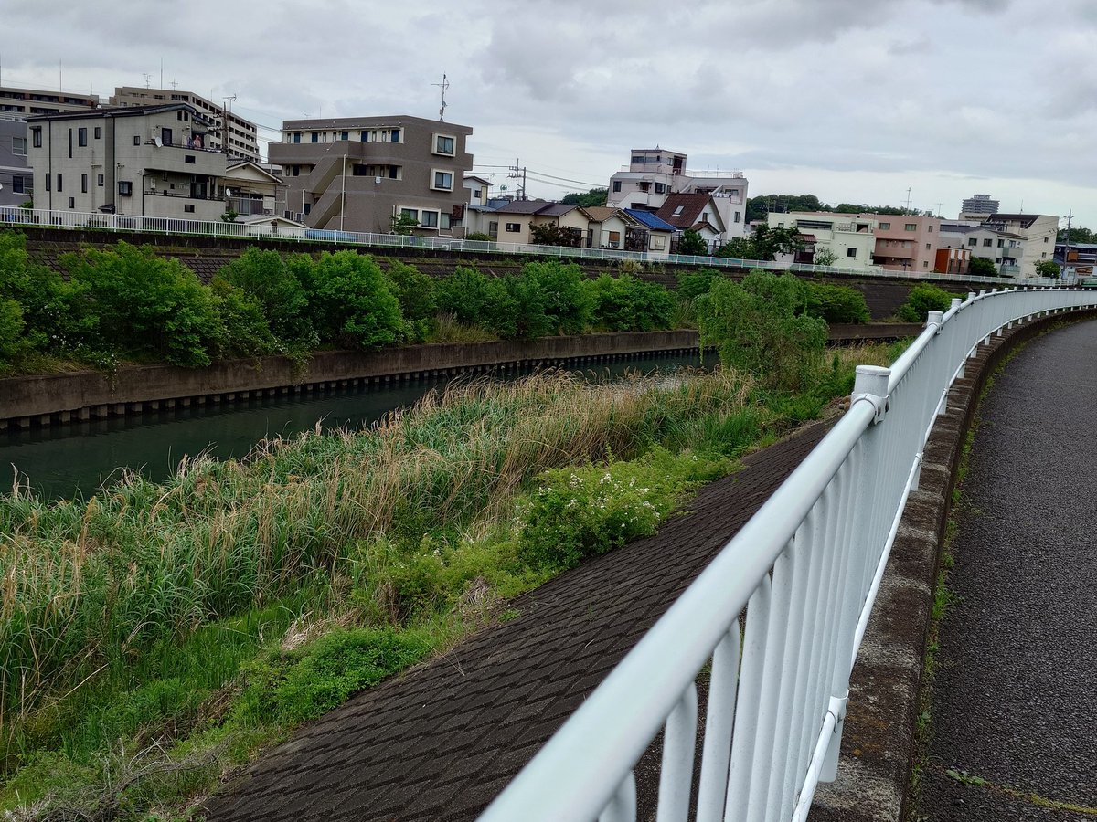 さえないりりぃ tweet media
