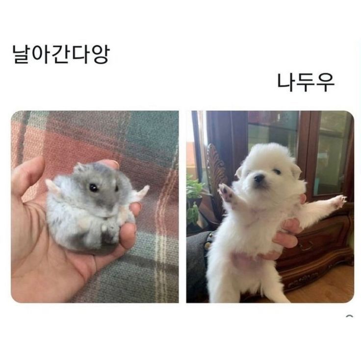 Tweets Of Hamster (@tweetsofhamster) on Twitter photo 