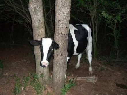 cow tweet media