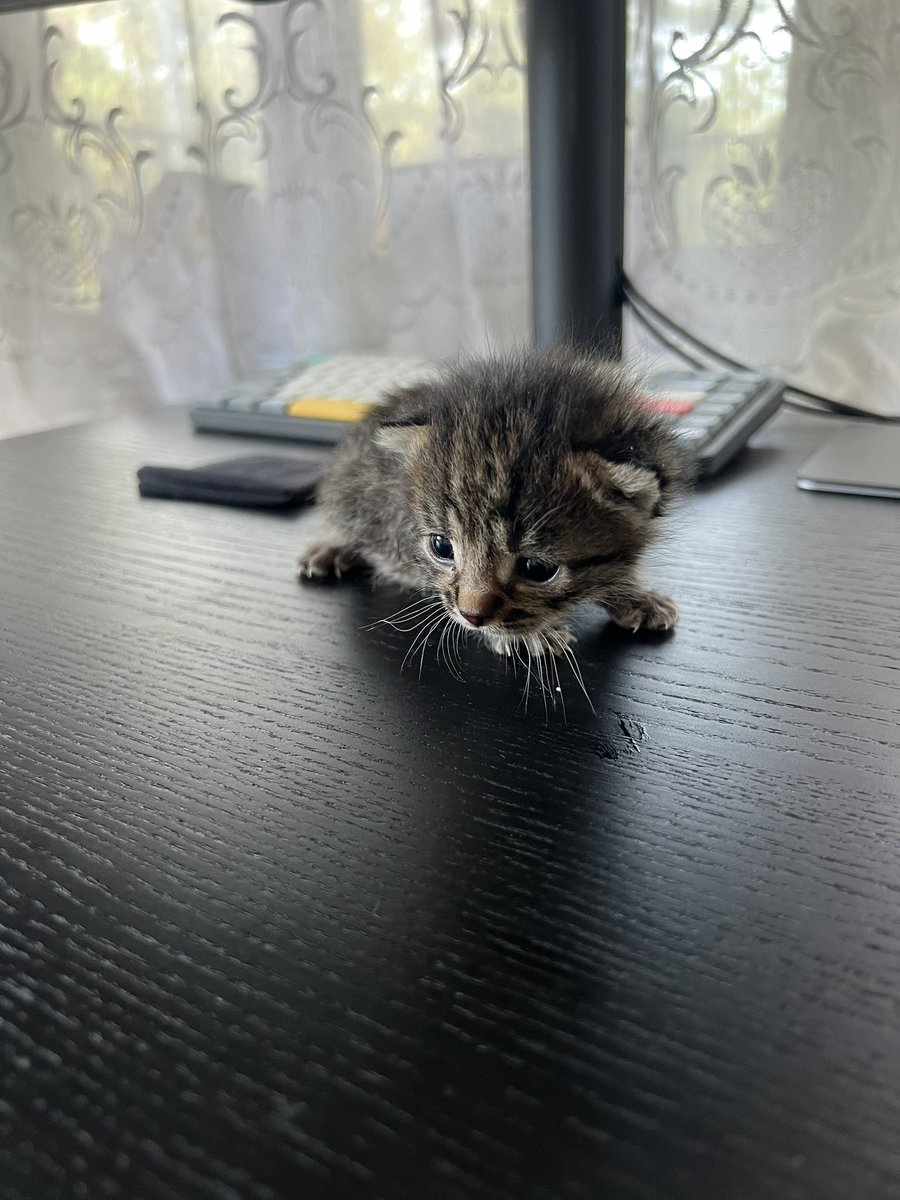 Дорогой Иван Эдуардович 🐋 tweet media