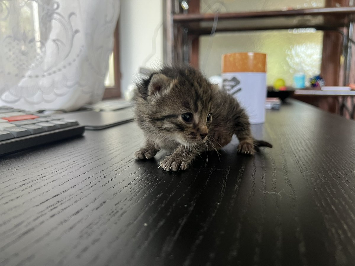 Дорогой Иван Эдуардович 🐋 tweet media