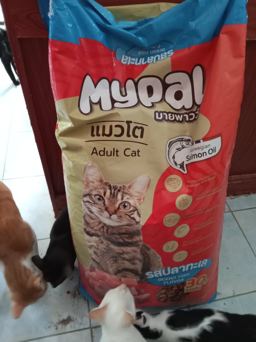 ***มะลิบ้านรักแมวจร41ชีวิต+สุนัข2🏠__🐇🐈‍⬛🐕🍃 tweet media