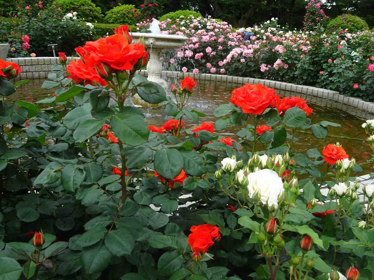 GW最終日、里見公園のバラ園へ🌹 親子連れ、バラ鑑賞のグループ、撮影