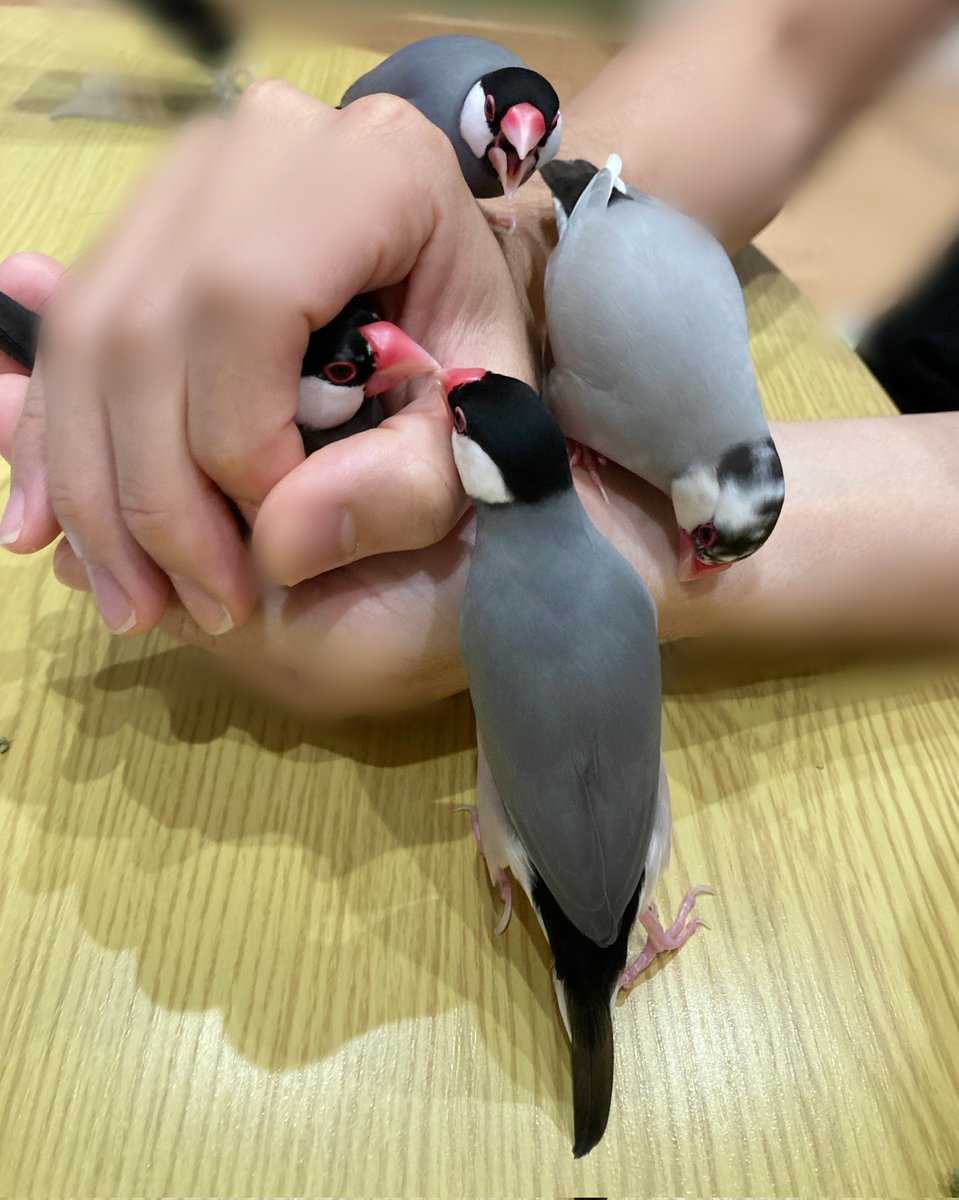 ルージュページ ジルスチュアート ルージュ リップブロッサム ペタルグロウ