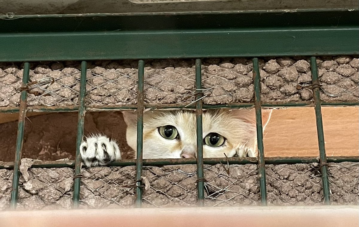 那須どうぶつ王国|栃木観光・動物園 tweet media