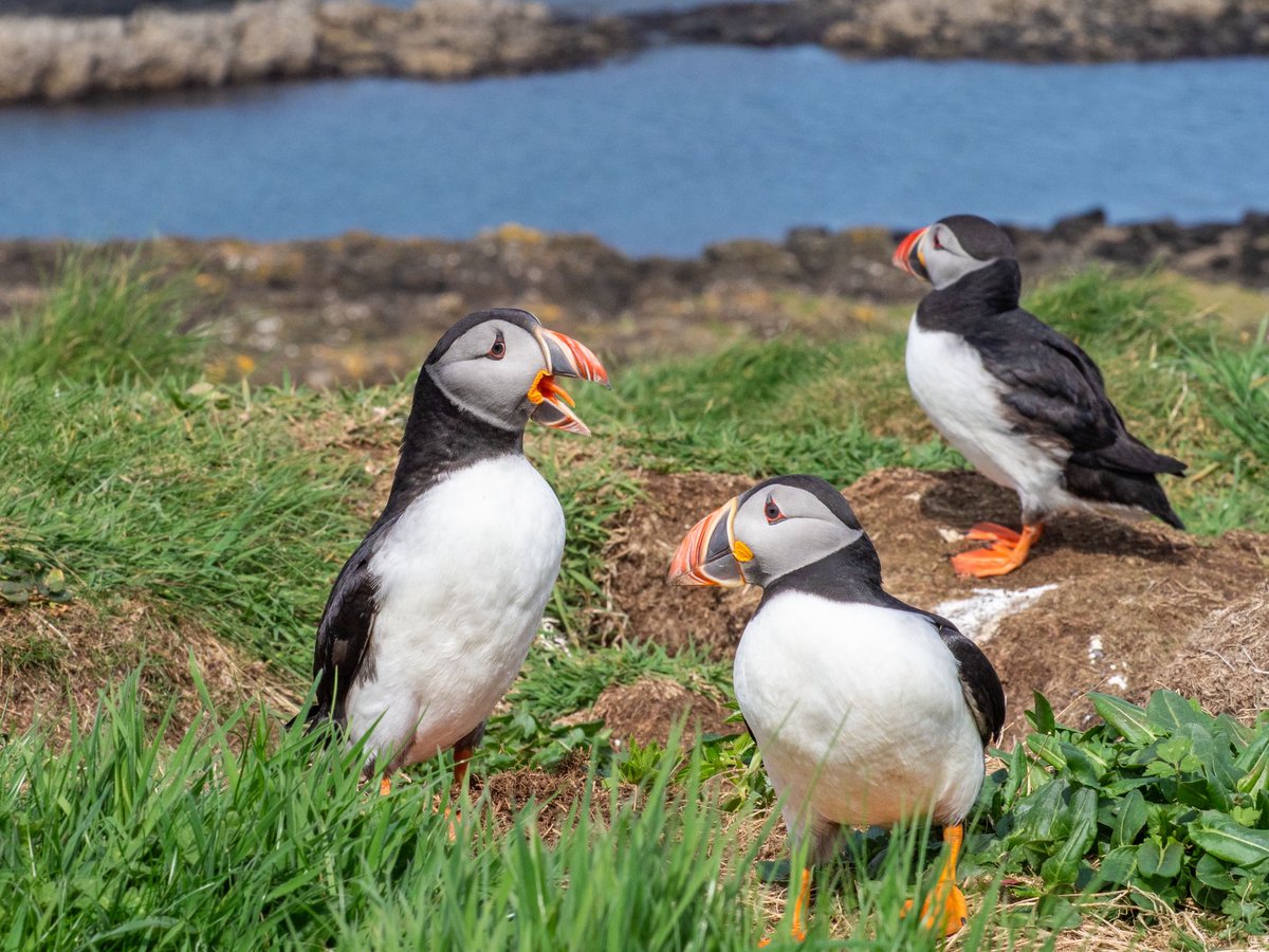 BaskingSharkSco's tweet photo. Space for visiting the puffins or seal snorkel from Oban or Tobermory (isle of mull) on Friday!

https://t.co/kguiwk6tPc

https://t.co/dpAJ8yZsb5 https://t.co/d2Ez8SkhMG