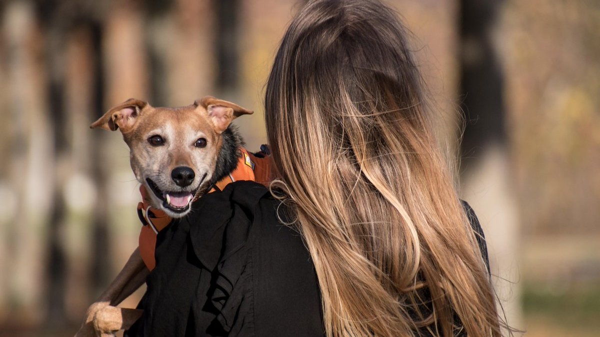 EchoPixaLab's tweet photo. FrameFX: Framed layout from dog portraits FrameFX turns dog portraits into framed layout. Open FrameFX and test this poster frame workflow on your own photo: https://t.co/8SYOPLaglB #Pets #PhotoAnimation https://t.co/UY3LfJgGDG
