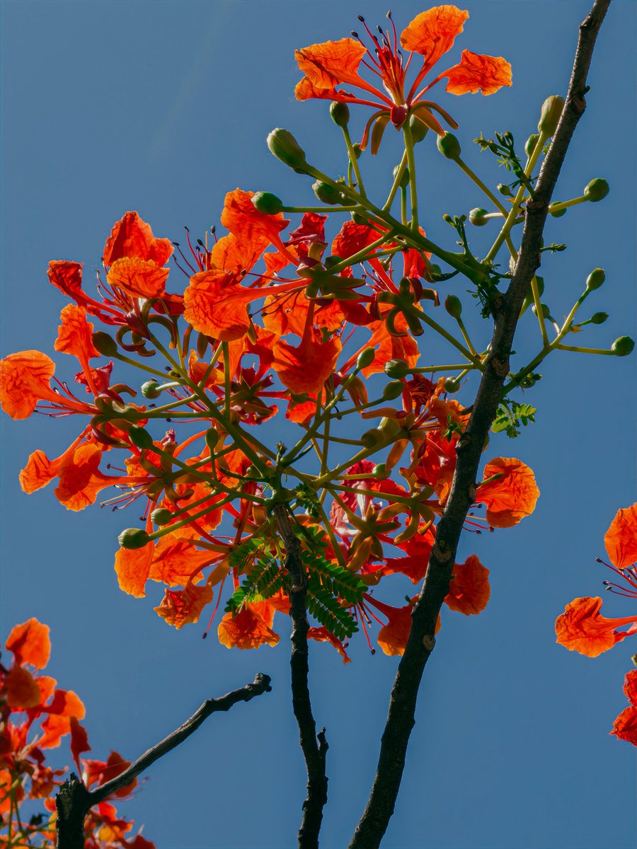 ashky04's tweet photo. Flame on the trees 🔥🌺
Royal Poinciana in full bloom—painting the sky with summer’s brightest hues. https://t.co/jZ94OWZGji