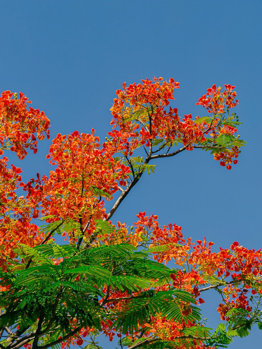 ashky04's tweet photo. Flame on the trees 🔥🌺
Royal Poinciana in full bloom—painting the sky with summer’s brightest hues. https://t.co/jZ94OWZGji