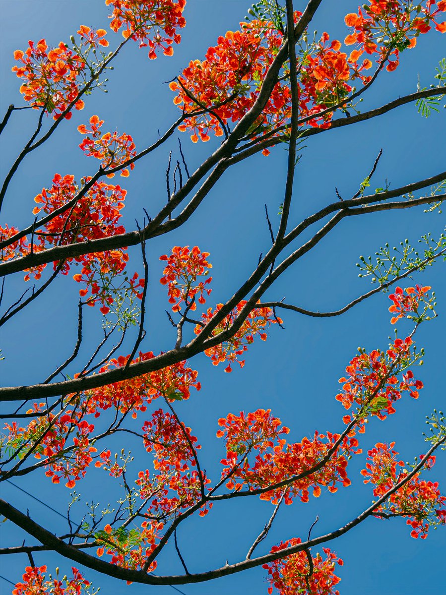 ashky04's tweet photo. Flame on the trees 🔥🌺
Royal Poinciana in full bloom—painting the sky with summer’s brightest hues. https://t.co/jZ94OWZGji