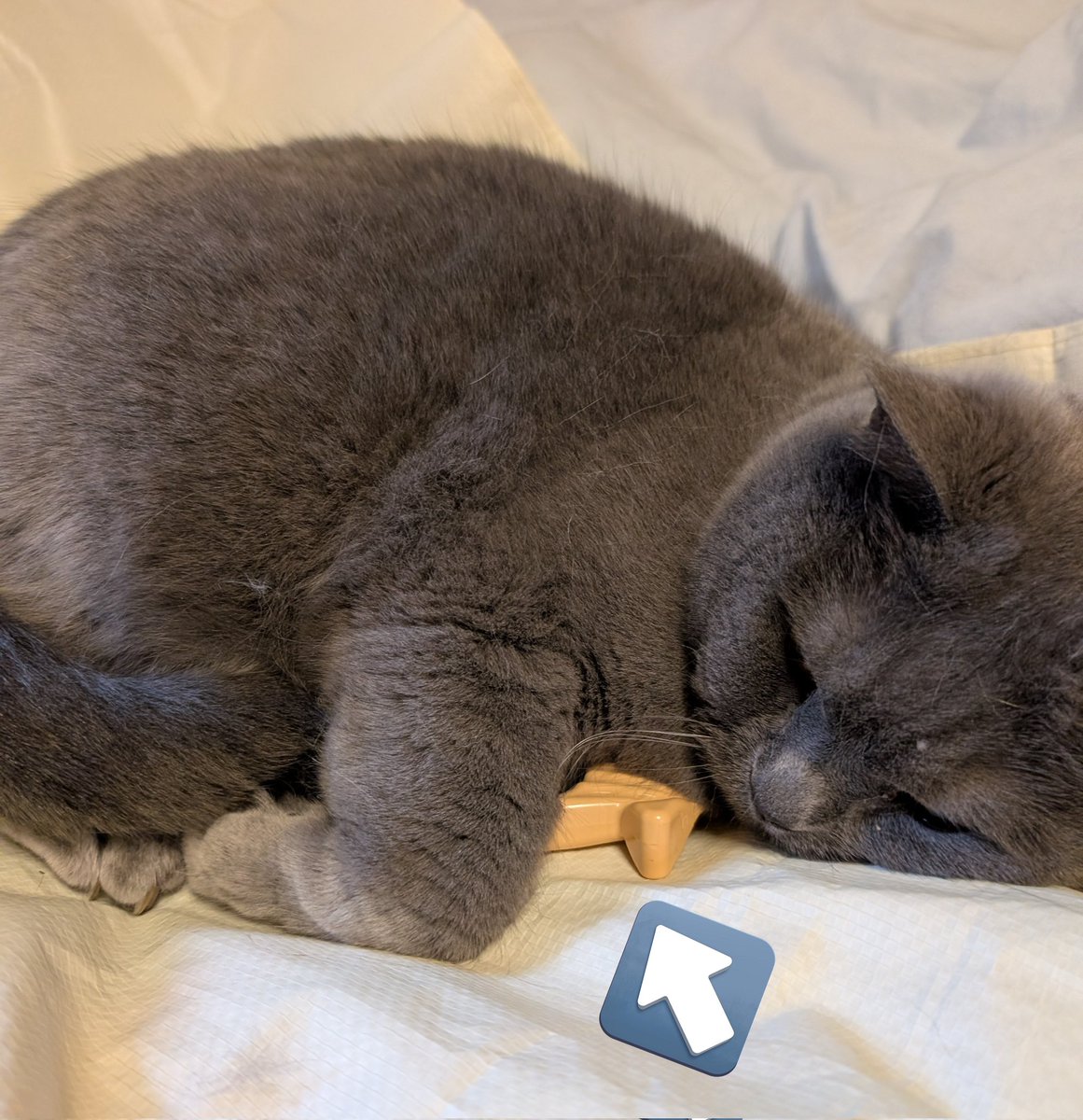 Leusukei tweet media
