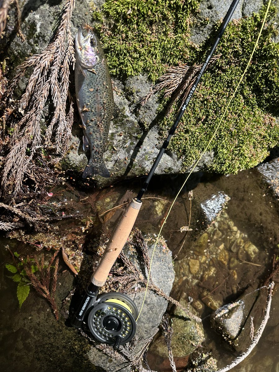36g_g's tweet photo. 今シーズン初めての
フライフィッシング

2年ぶりに入った川
ニジマスだらけ
前は岩魚が多かったのに
なんで?
今度はルアーで入るかな

#フライフィッシング https://t.co/5x0AliIVdG