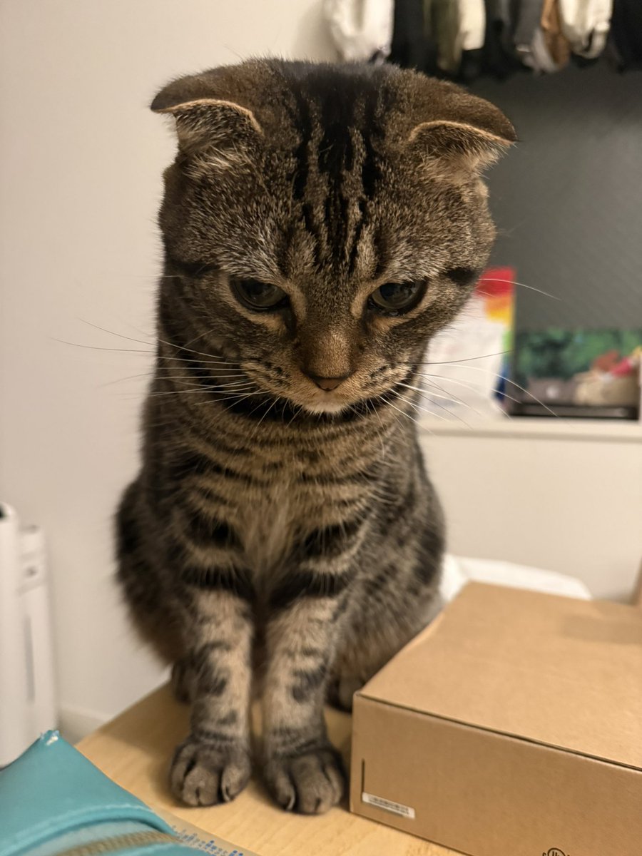 SCOTTISH_F0LD's tweet photo. 僕はおやつをもらいたいんだよ
#猫 #ねこ #ネコ #猫のいる暮らし https://t.co/72gHBrq4Eu