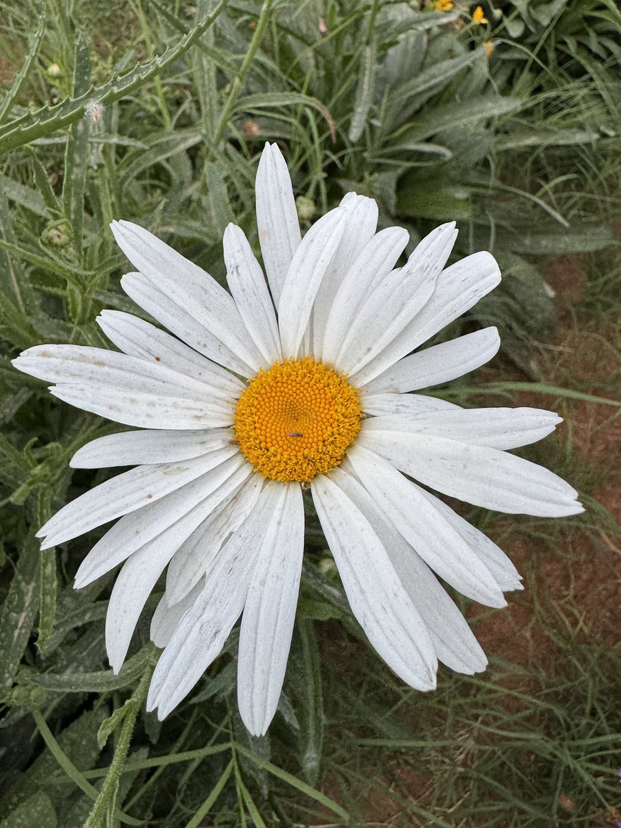 jnnan_sa's tweet photo. أقحوان شاستا الكبير
Leucanthemum × superbum
أنتجه عالم البستنة لوثر بوربانك في عام 1890 بالقرب من جبل شاستا والذي جاءت تسميته منه، حيث قام بالتهجين بين أنواع من الإقحوان التي جمعها من ثلاث قارات، مما أهله للحصول على جائزة الاستحقاق في الحدائق من جمعية البستنة الملكية البريطانية. https://t.co/8Aq3RbNgvn