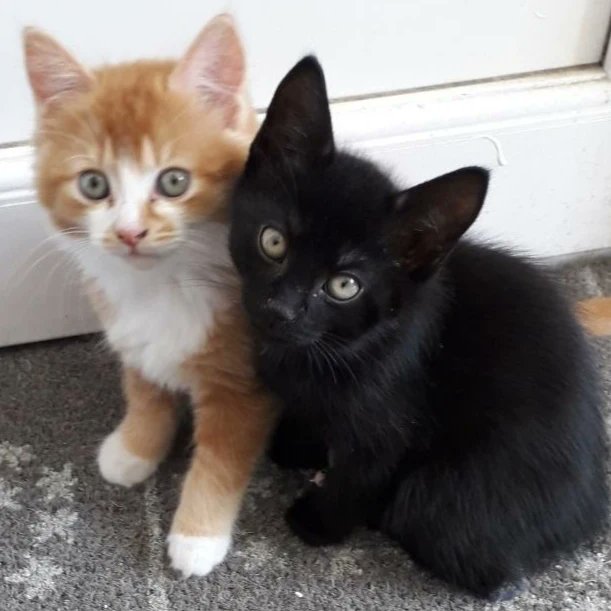 Catherine Georgiou🐈‍⬛🐈 tweet media