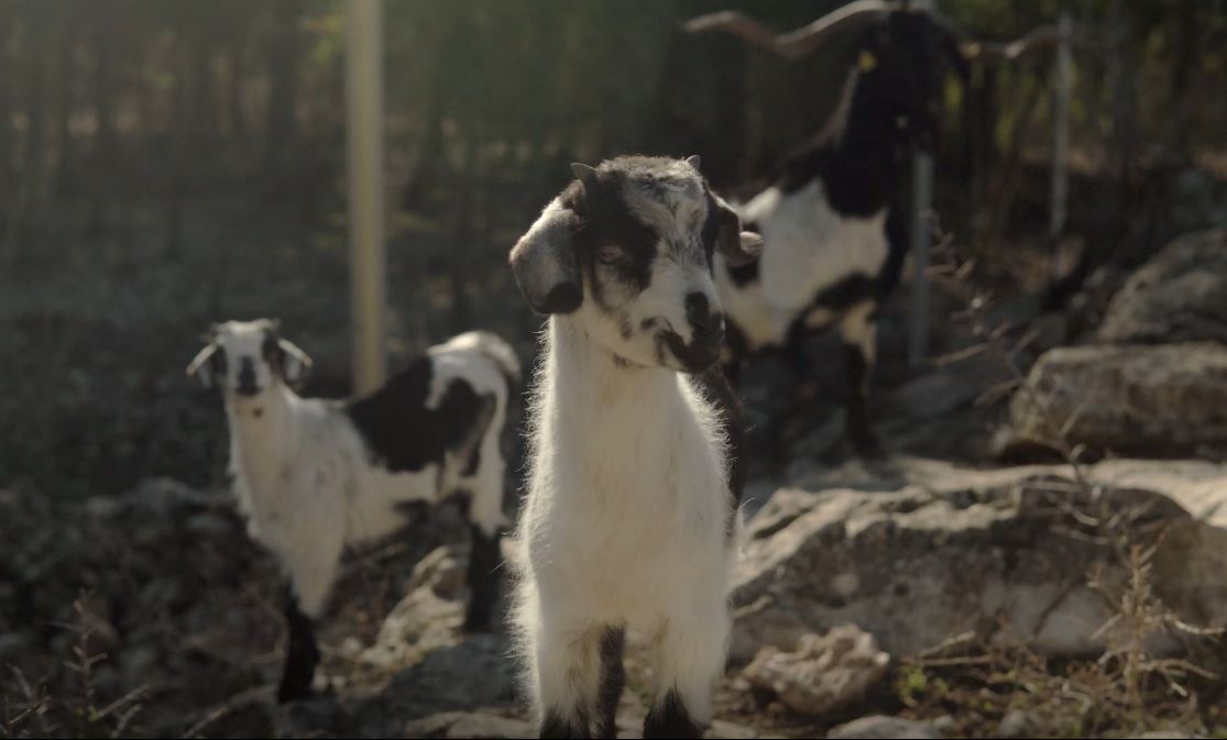 TerresdeMestral's tweet photo. Normal que tinguem un #ProducteLocal excepcional🤩a les #TerresDeMestral,quan s'aposta per la pastura lliure🐐
Sabeu la gran feina contra incendis que fan els ramats?😏💚
Foto: #AtticLabVisuals | #Caxotet
#ProducteLocal
#ProducteDeProximitat
#ProductedeQualitat
#TerresDeSabors https://t.co/3PfJaQWR5l