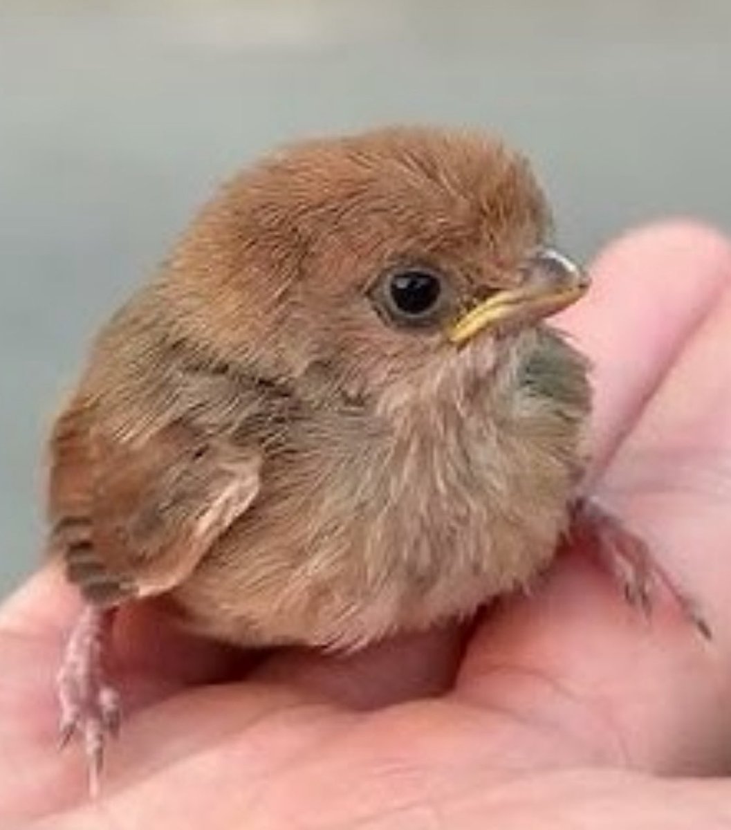 Slomo tweet media