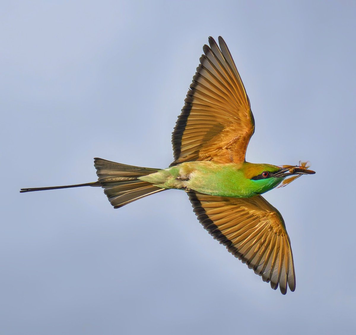 pragnani's tweet photo. Green Bee Eater 

Ameenpur Lake

Jan 2026

#IndiAves
#AmeenpurBHS
#Hyderabad https://t.co/ZfGT81zH1y