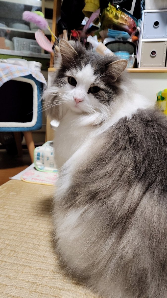 こどもの日🎏
過ぎちゃったけど
ちびっ子時代と今