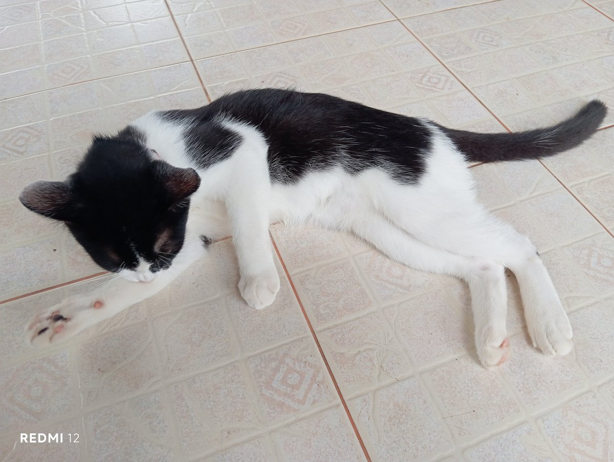 mamiartworkTH's tweet photo. The cat belongs to my father's close friend, and it won't let anyone touch or hold it; if you try to pick it up or hold it, you'll get bitten or scratched immediately 😾 #Cat #Kitty https://t.co/r9rczUCP5X