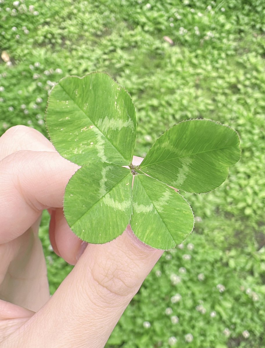 井上ほの花 tweet media