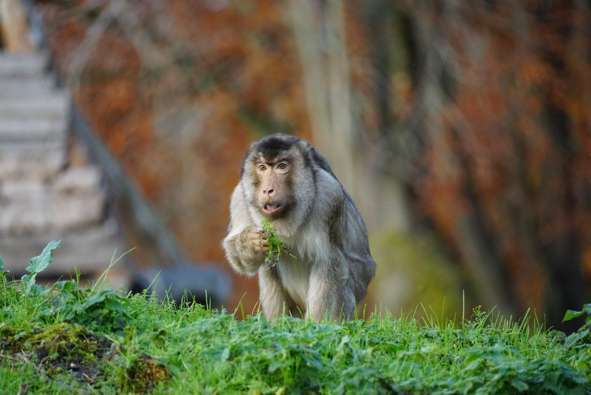 Monkey Haven🐵 tweet media