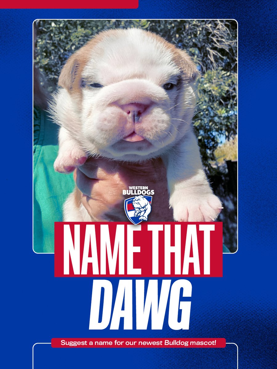 Western Bulldogs tweet media