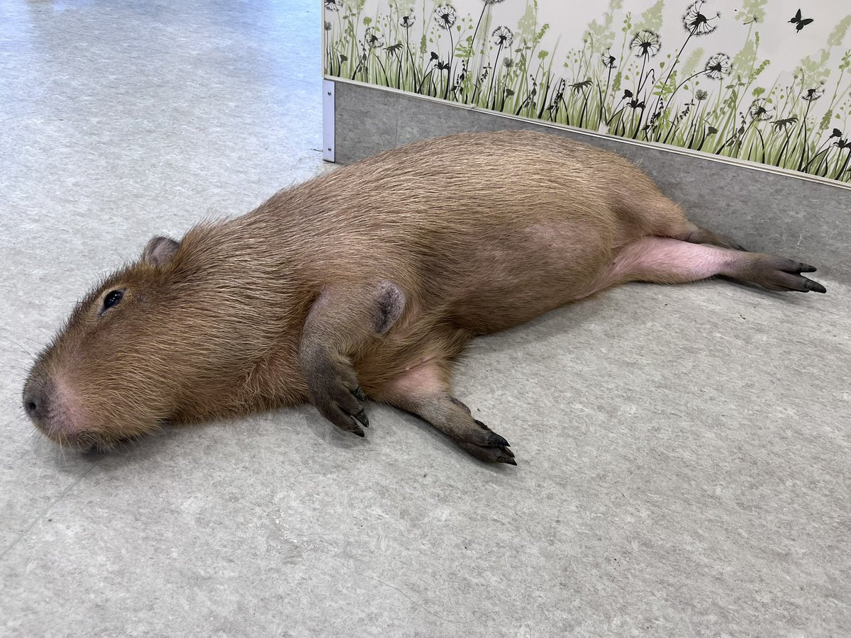 GW最終日ですね❗️
皆様いい連休を過ごせたでしょうか☺️

カピバラのえだまめちゃんは
相変わらずのマイペースさでまったり過ごしていました🫢

#アニタッチ #みなとみらい #横浜 #ワールドポーターズ #yokohama #カピバラ #capybara #GW #連休最終日 #いつでも #まったり #えだまめちゃん